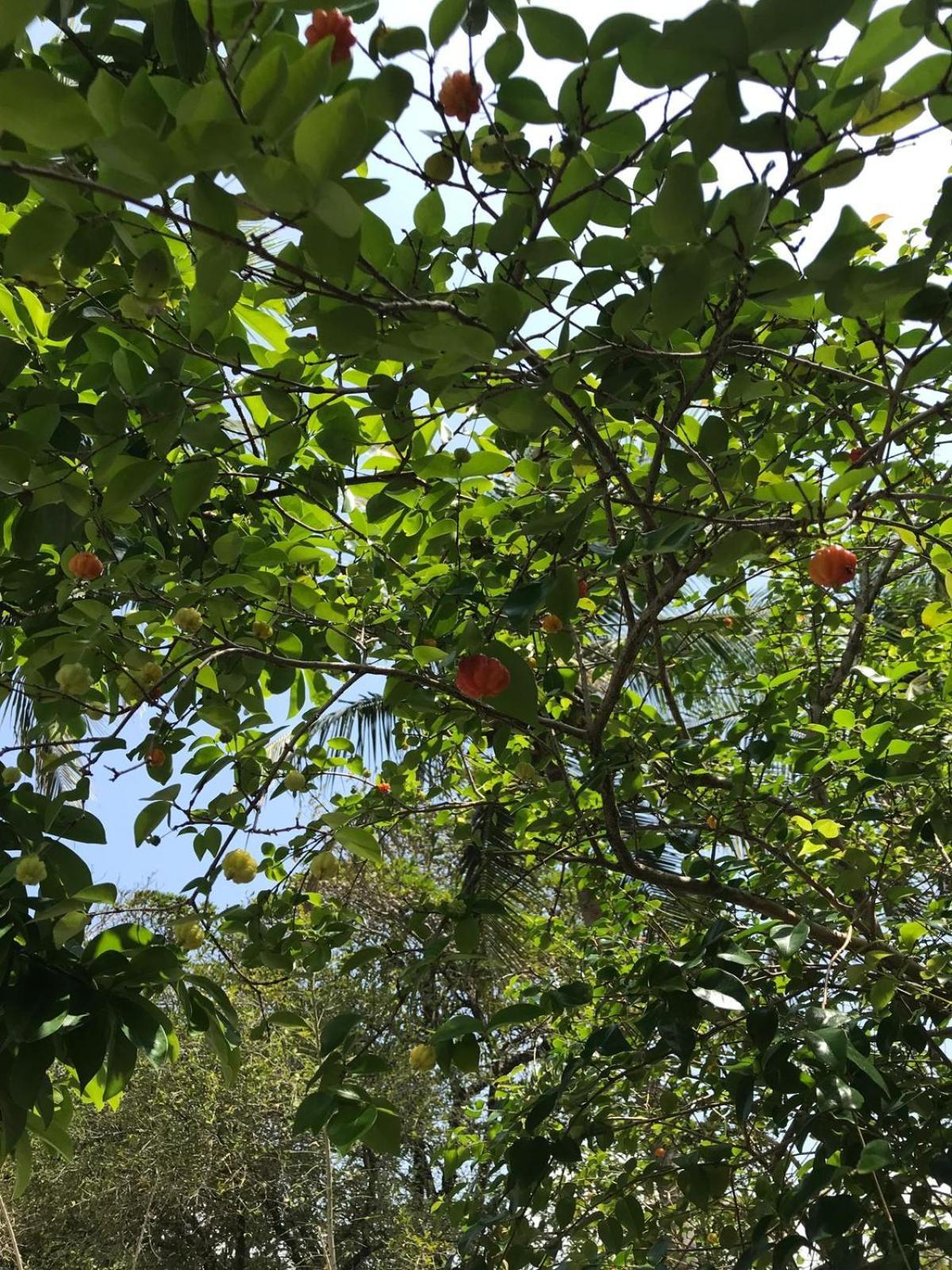 Flor De Aruanda Hostel カボ・デ・サント・アゴスチーニョ エクステリア 写真